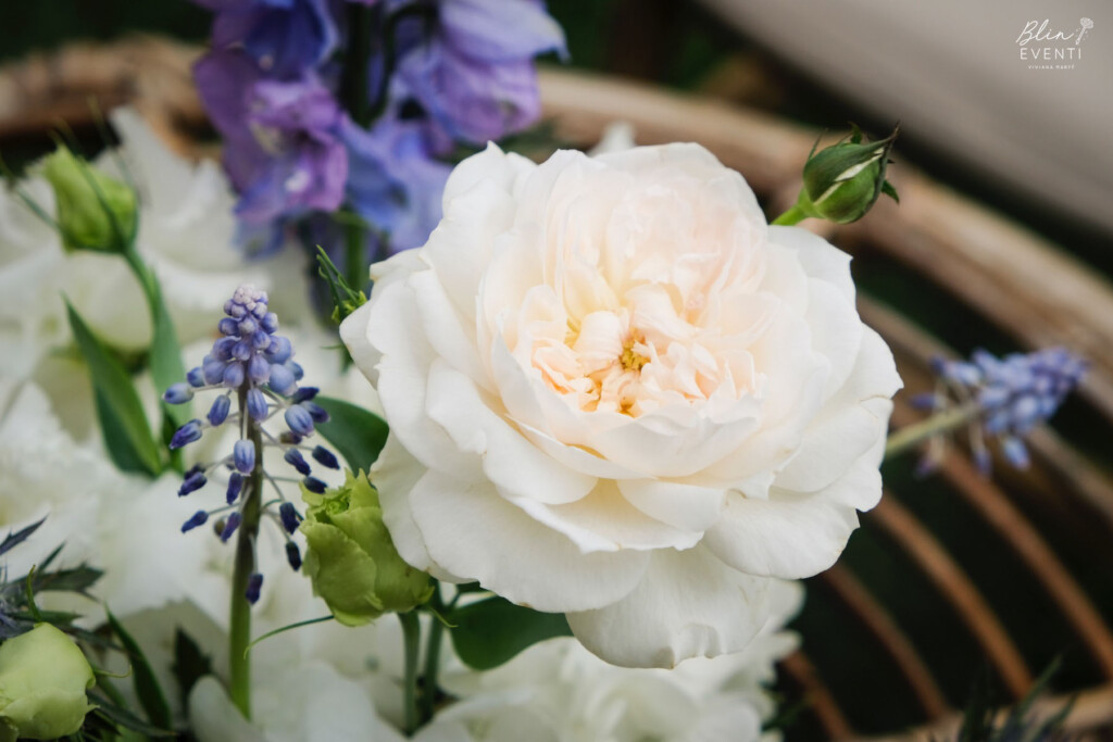 rosa inglese bianca bile eventi